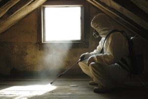 mice removal